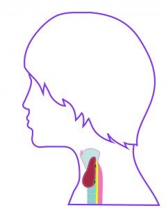 Querschnitt Schilddrüse und umliegende Organe