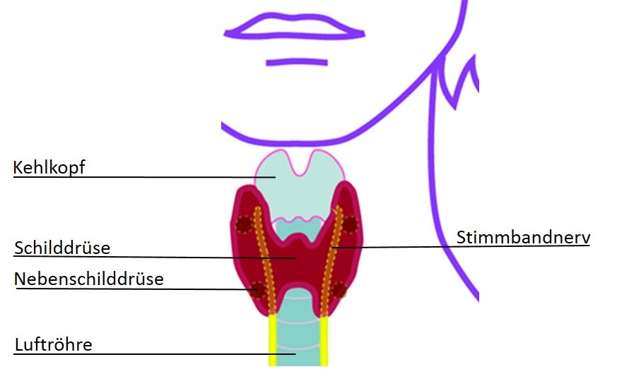 Genauere Darstellung der Schilddrüse und umliegende Organe