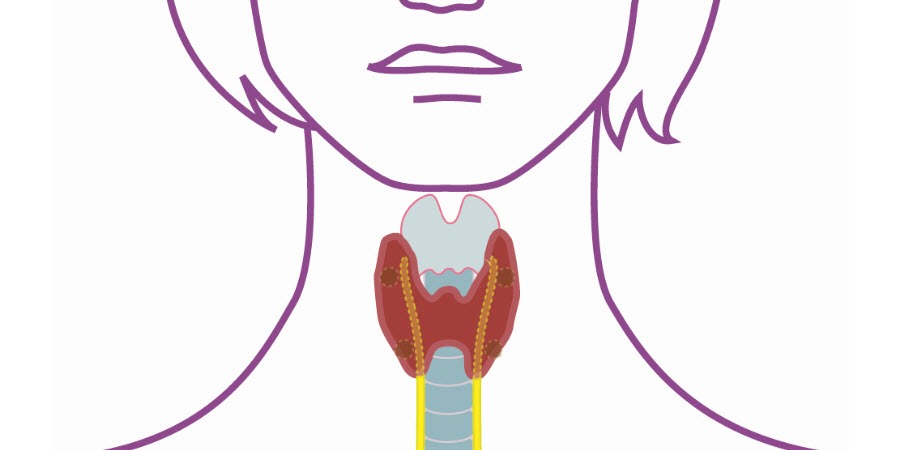 Darstellung Schilddrüse und Stimmband