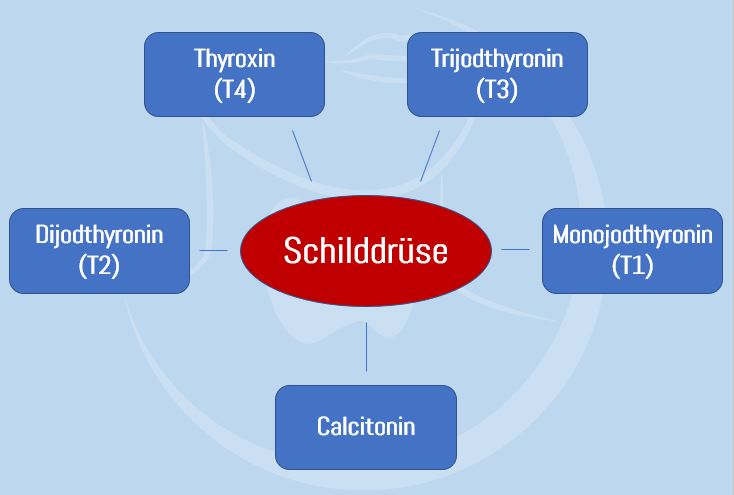 Übersicht Schilddrüsenhormone